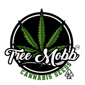 Purple Pineapple (Purple Bubba Kush x Pineapple Breeze) - 3 Fem Seeds